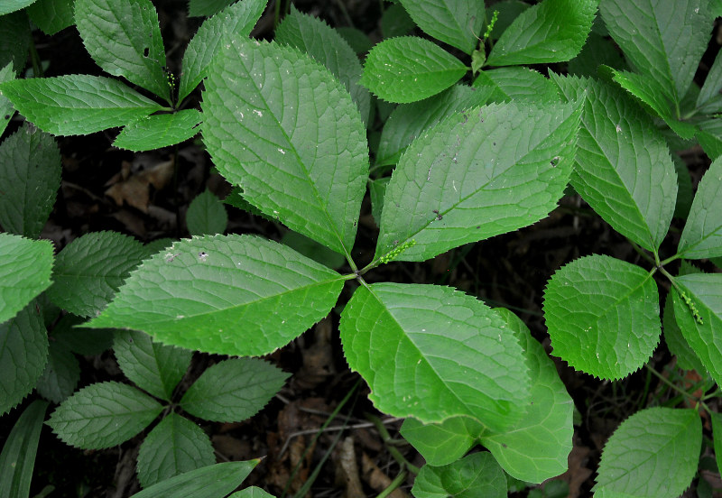 Изображение особи Chloranthus quadrifolius.