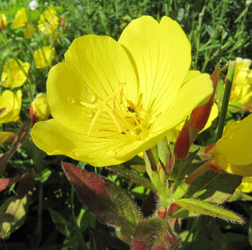 Изображение особи Oenothera pilosella.