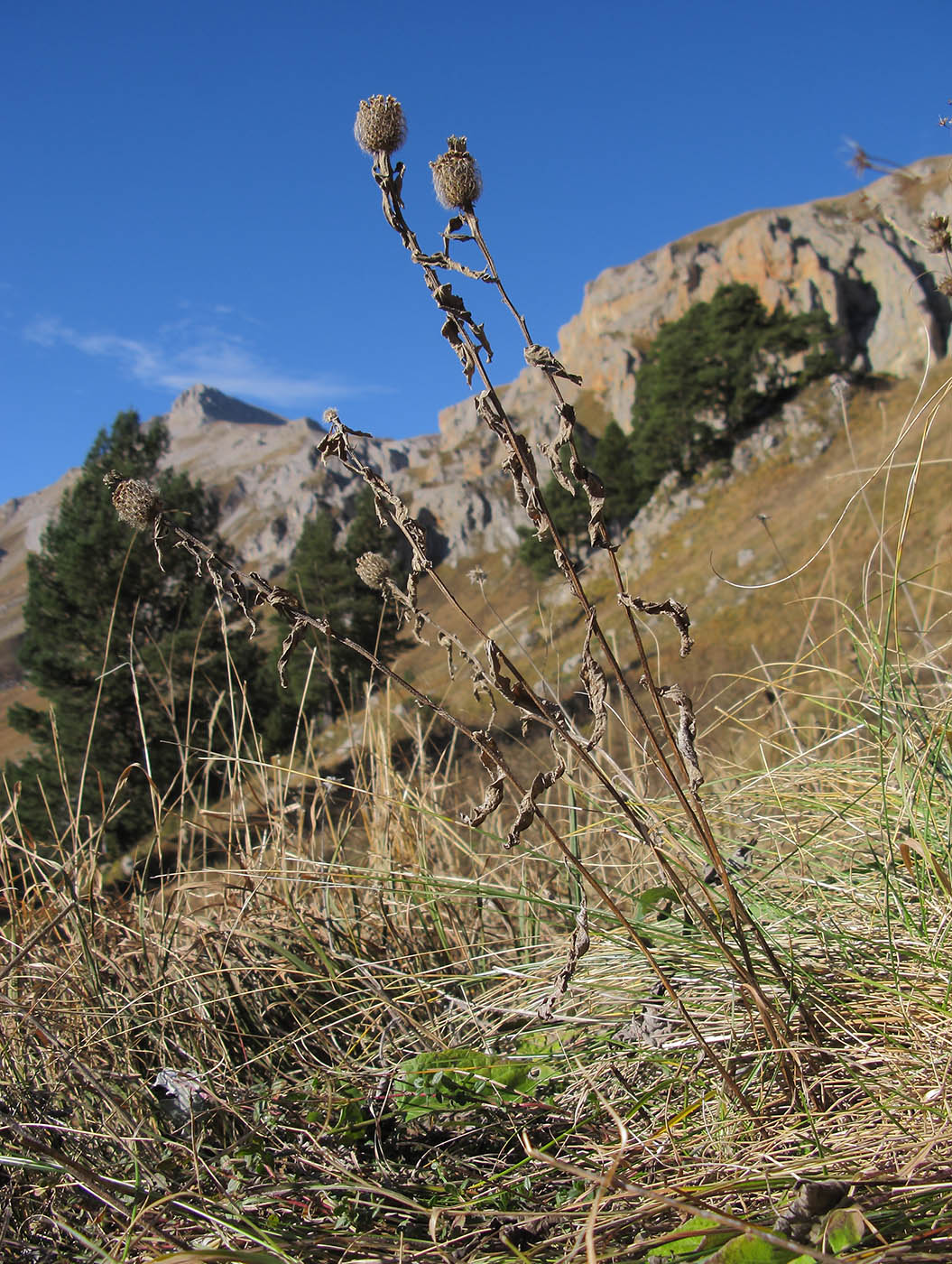 Image of Centaurea alutacea specimen.