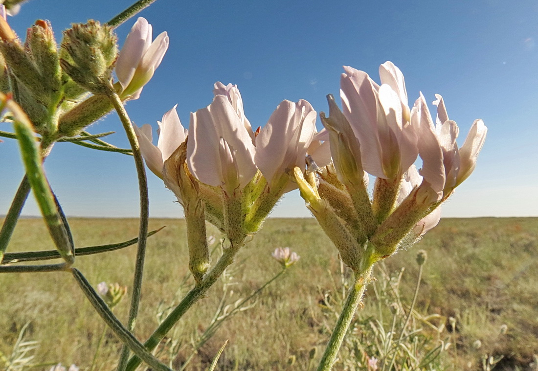 Image of Astragalus arbuscula specimen.