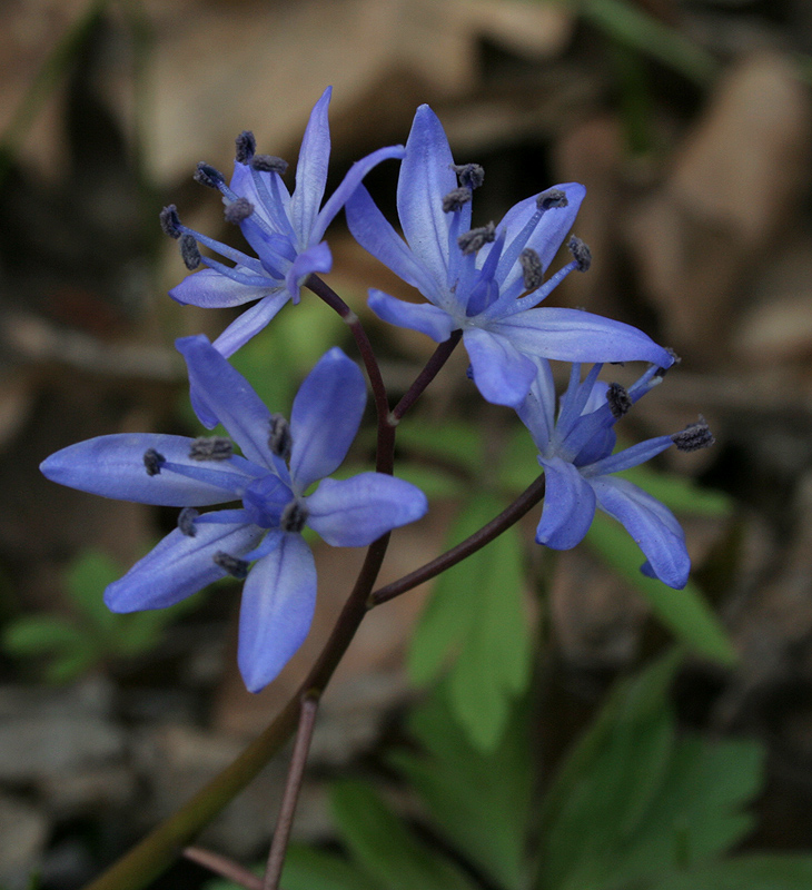 Изображение особи Scilla bifolia.