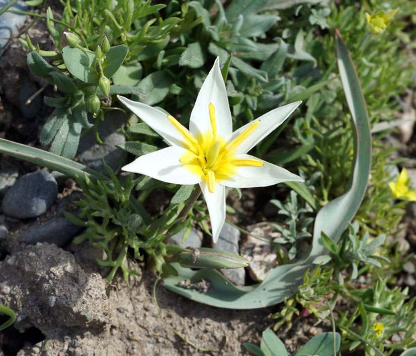 Image of Tulipa binutans specimen.