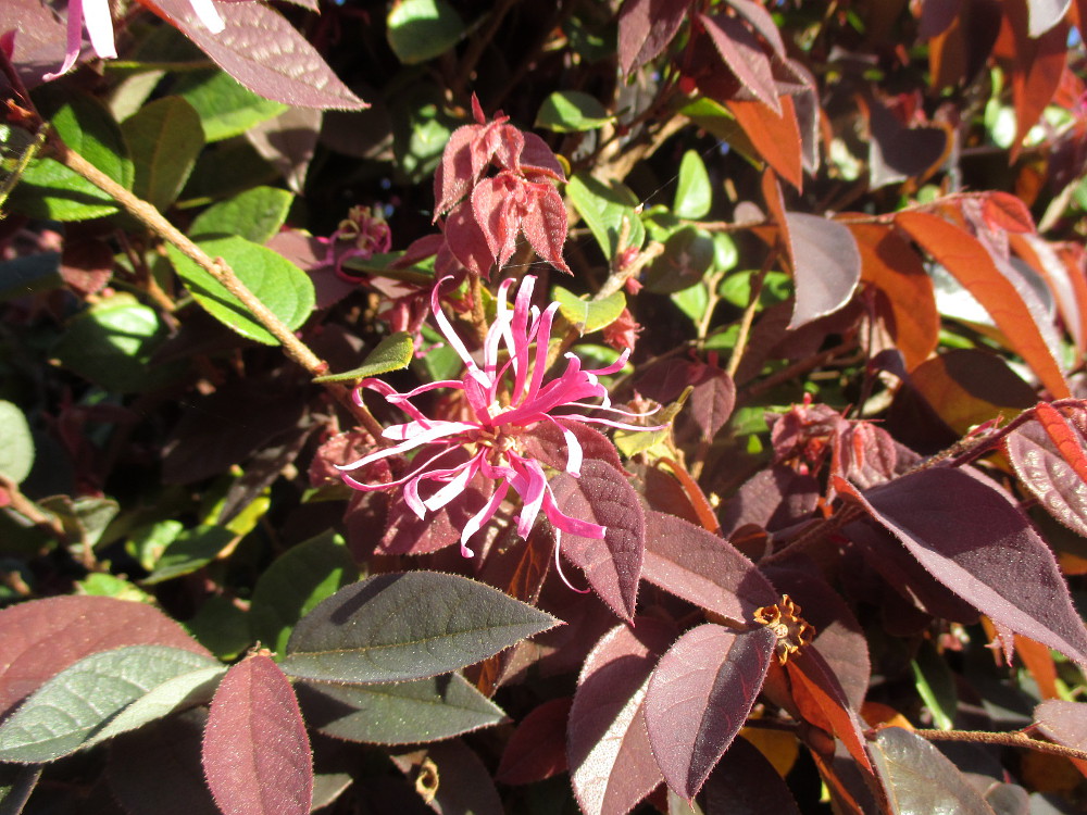 Image of Loropetalum chinense var. rubrum specimen.