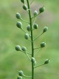 Camelina microcarpa