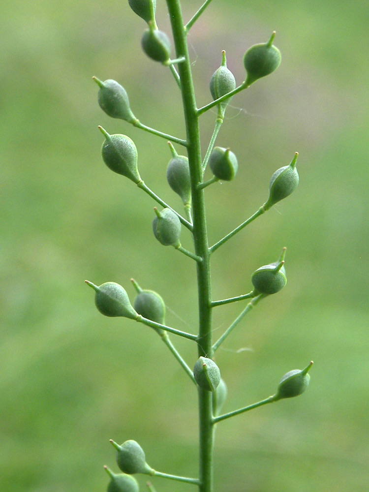 Изображение особи Camelina microcarpa.