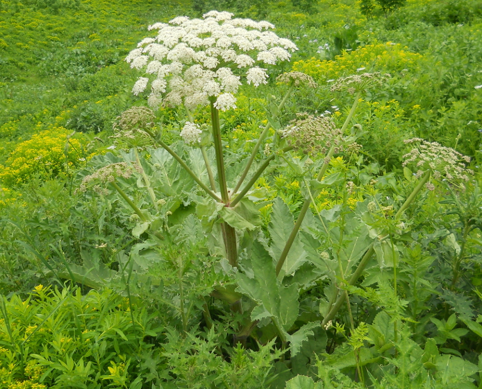 Изображение особи Heracleum scabrum.