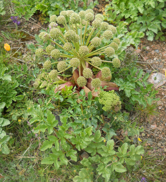 Image of Archangelica brevicaulis specimen.