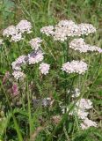 Achillea millefolium
