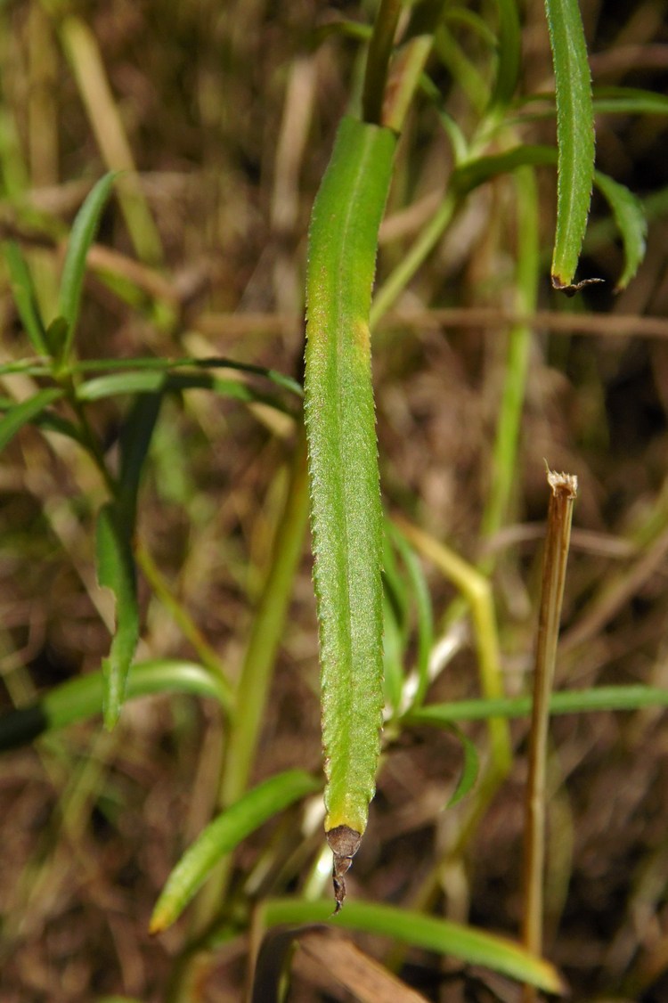 Изображение особи Achillea ptarmica.