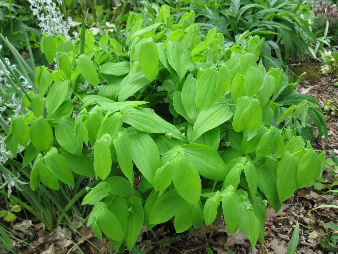 Image of Uvularia grandiflora specimen.