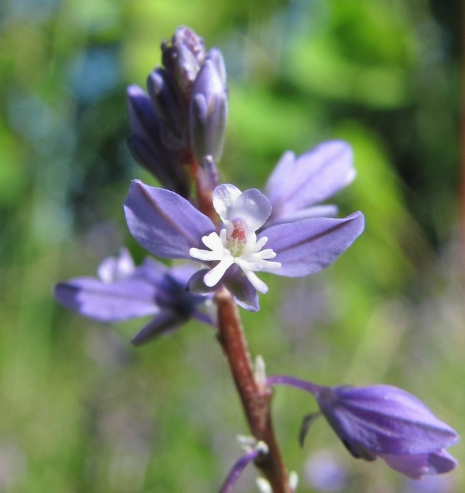 Image of Polygala amarella specimen.