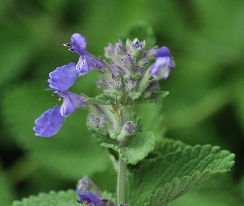 Изображение особи Nepeta mussinii.