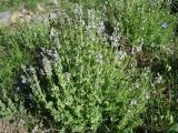 Nepeta mariae