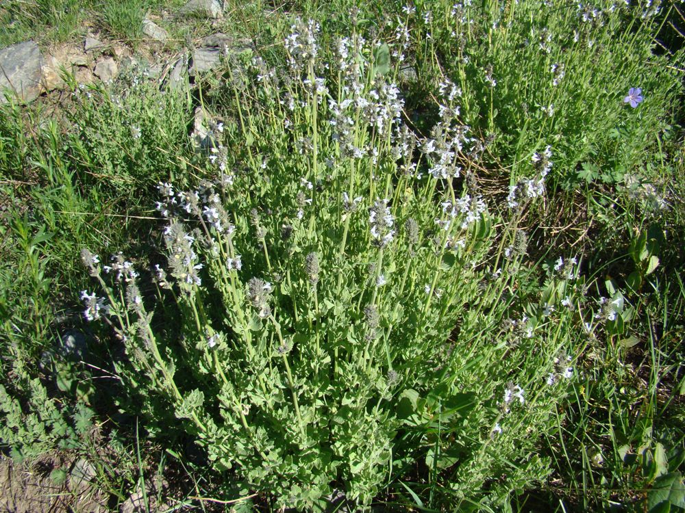 Image of Nepeta mariae specimen.