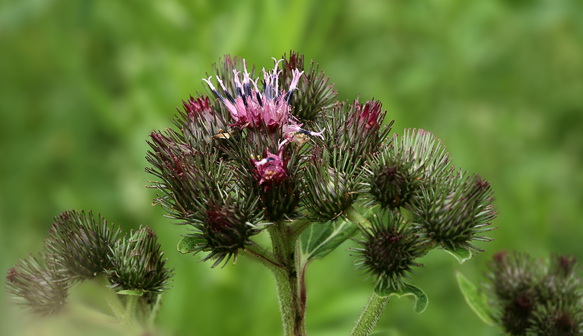 Изображение особи род Arctium.