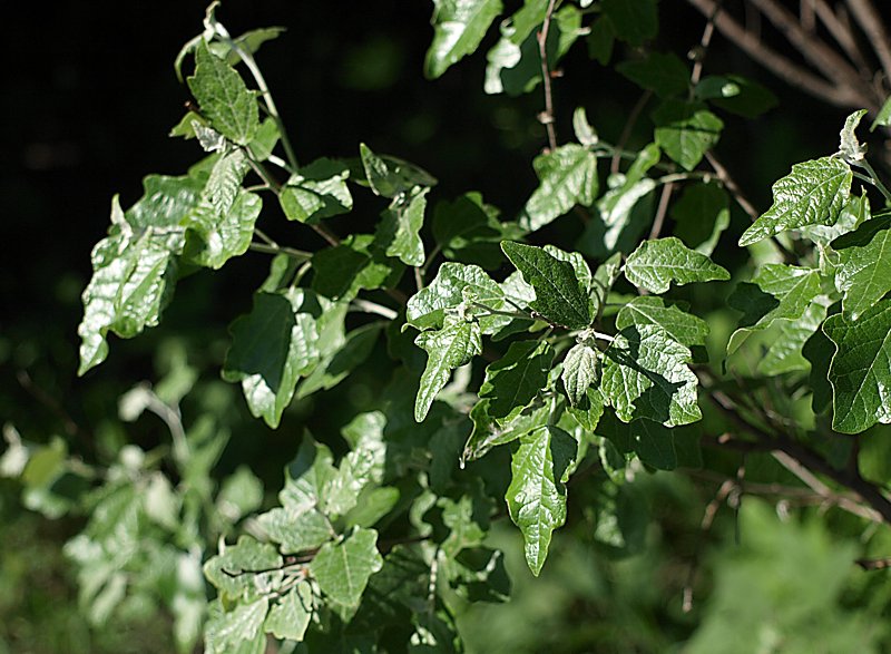 Image of Populus alba specimen.