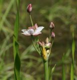 Butomus umbellatus