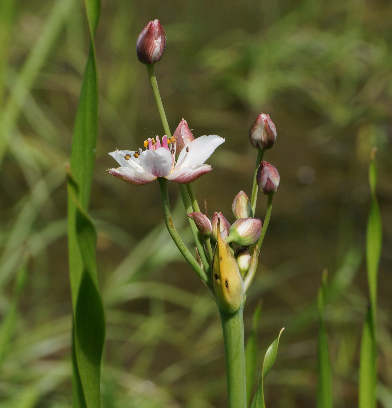 Изображение особи Butomus umbellatus.