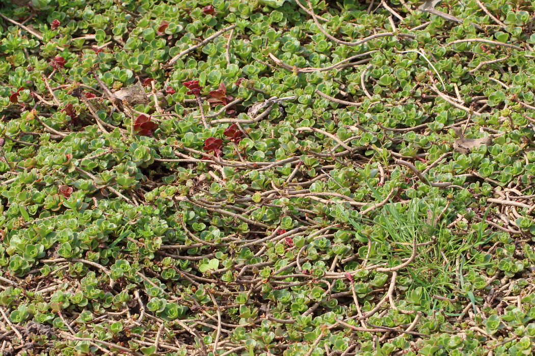 Image of Sedum spurium specimen.