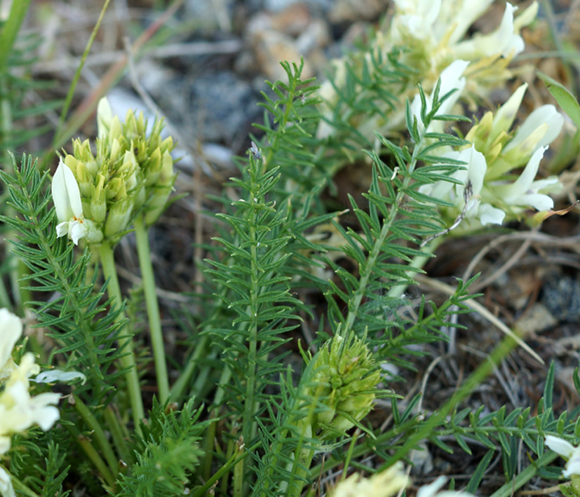 Изображение особи Oxytropis muricata.