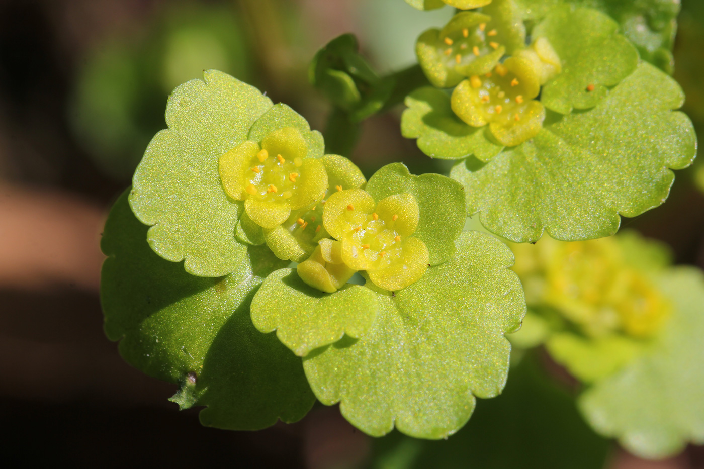 Image of Chrysosplenium alternifolium specimen.