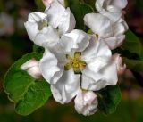 Malus domestica. Цветок и раскрывающиеся бутоны. Московская обл., Раменский р-н, окр. дер. Хрипань, садовый участок. 11.05.2016.