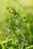 Ranunculus auricomus. Верхушка цветущего растения. Татарстан, Нижнекамский р-н, окр. дер. Благодатная, лесостепной участок с чередованием степи и перелесков с преобладанием дуба. Среди древостоя. 14 мая 2016 г.