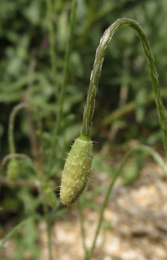 Image of Papaver minus specimen.