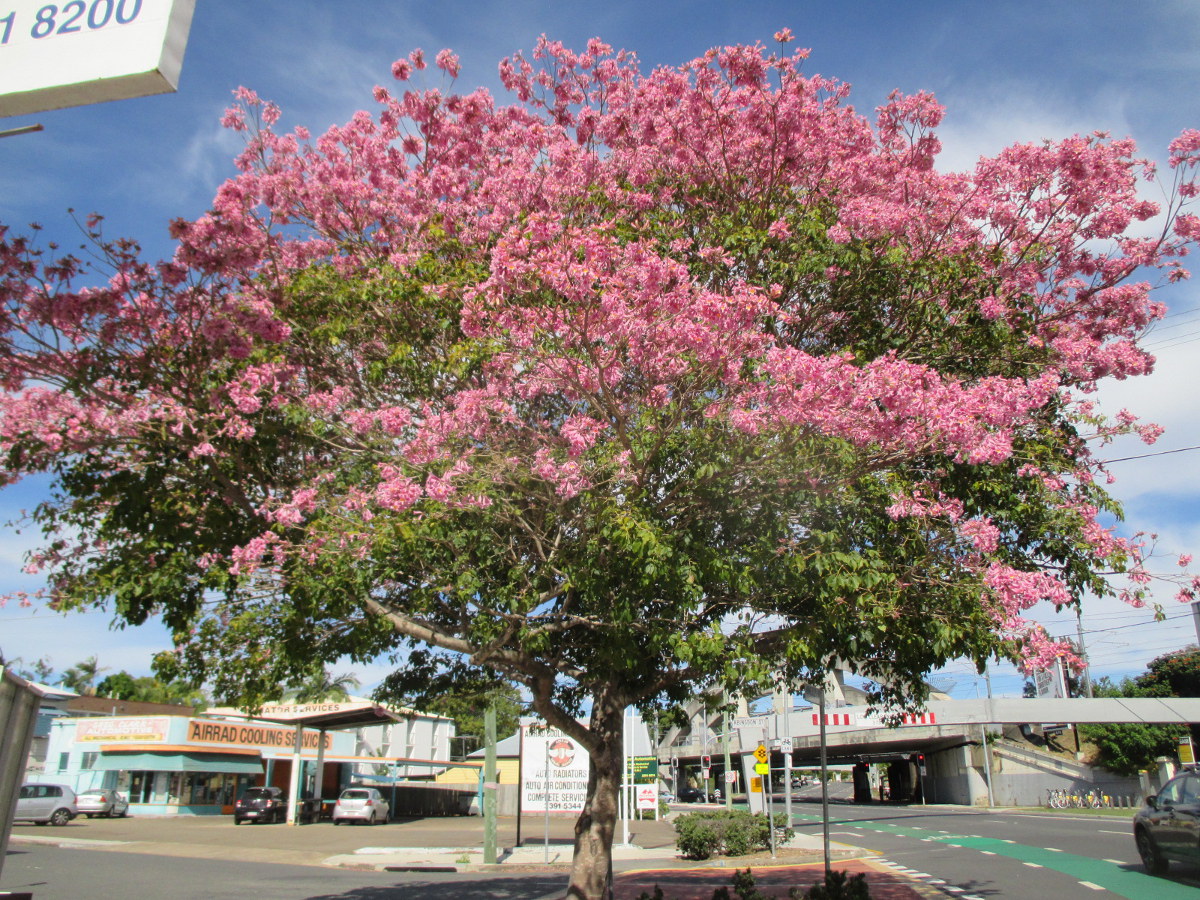 Изображение особи Tabebuia impetiginosa.