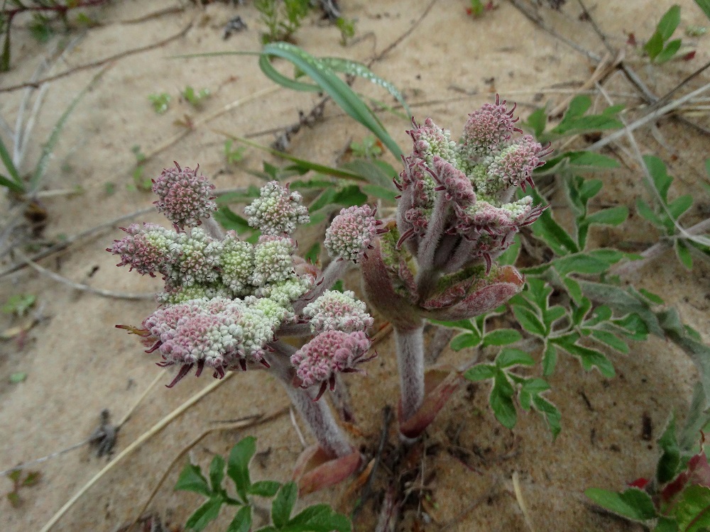 Image of Glehnia litoralis specimen.