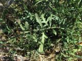 Centaurea carduiformis подвид orientalis