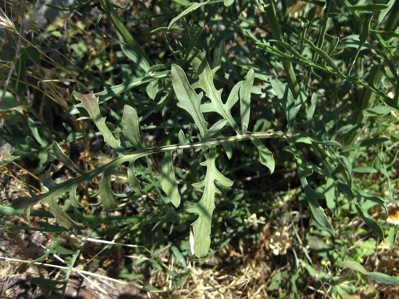 Изображение особи Centaurea carduiformis ssp. orientalis.