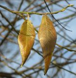 Salix fragilis variety sphaerica. Побег с листьями в осенней окраске. Санкт-Петербург. 11 ноября 2009 г.