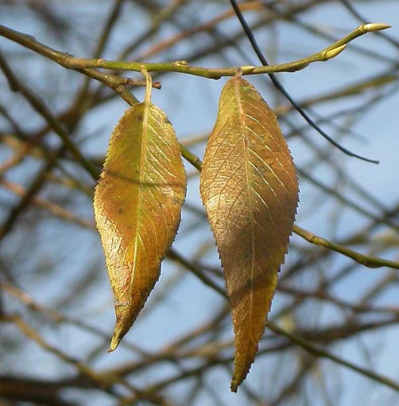 Изображение особи Salix fragilis var. sphaerica.