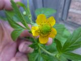 Geum aleppicum. Цветок. Республика Бурятия, пос. Таксимо. 28.06.2016.