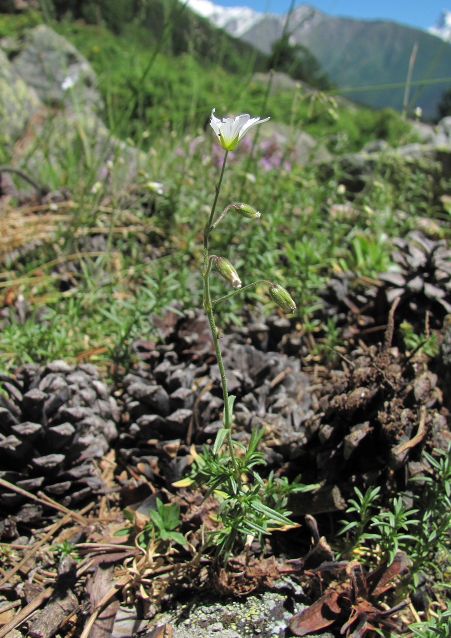 Image of Cerastium arvense specimen.