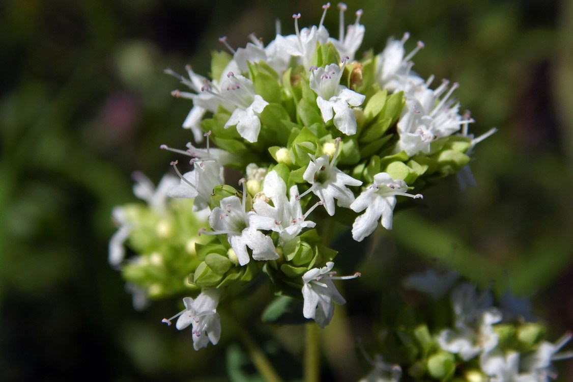 Изображение особи Origanum vulgare ssp. viride.