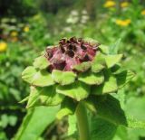 Inula magnifica. Нераспустившееся соцветие. Краснодарский край, хр. Ачишхо, ур. Круглая Поляна, горный луг на выс. ок. 1500 м н.у.м. 01.08.2016.