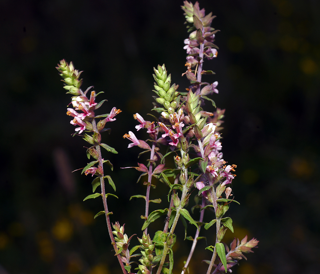 Изображение особи Odontites vulgaris.