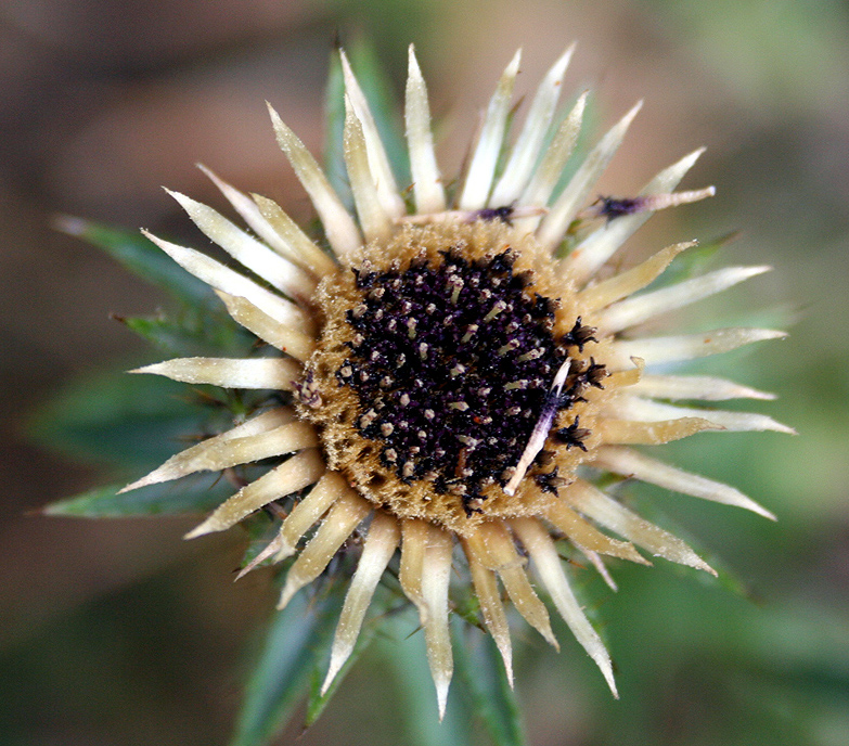 Изображение особи Carlina vulgaris.