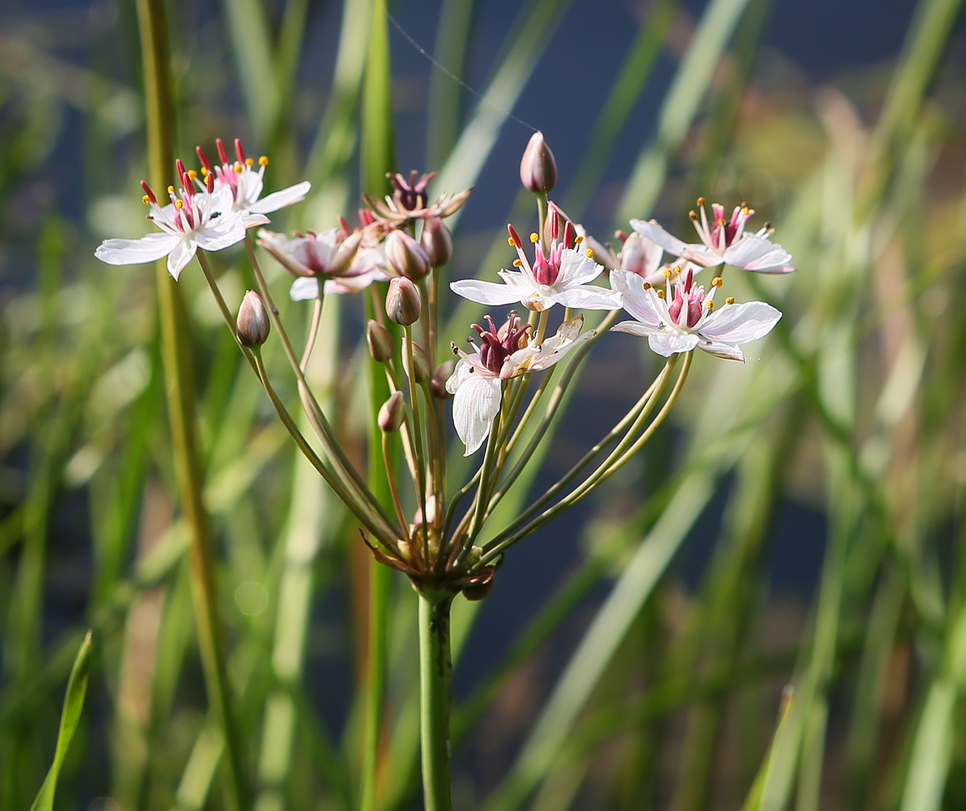 Изображение особи Butomus umbellatus.