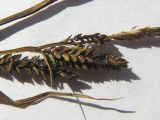 Carex kotschyana