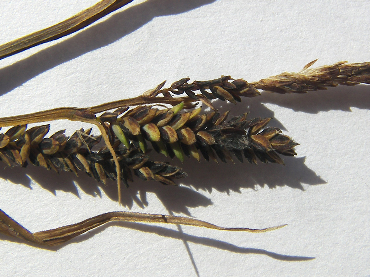 Image of Carex kotschyana specimen.