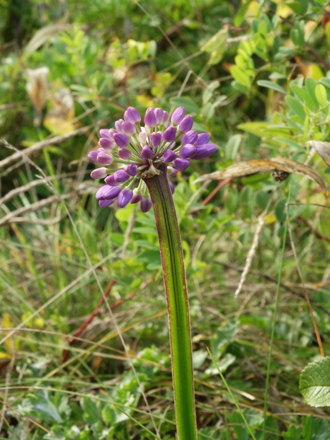 Image of Allium spirale specimen.