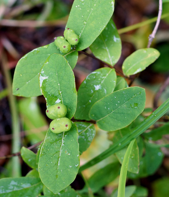 Image of Lonicera chamissoi specimen.