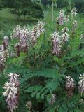 Astragalus uliginosus. Часть цветущего растения. Приморский край, окр. г. Находка, обочина дороги. 19.06.2016.