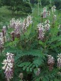 Astragalus uliginosus