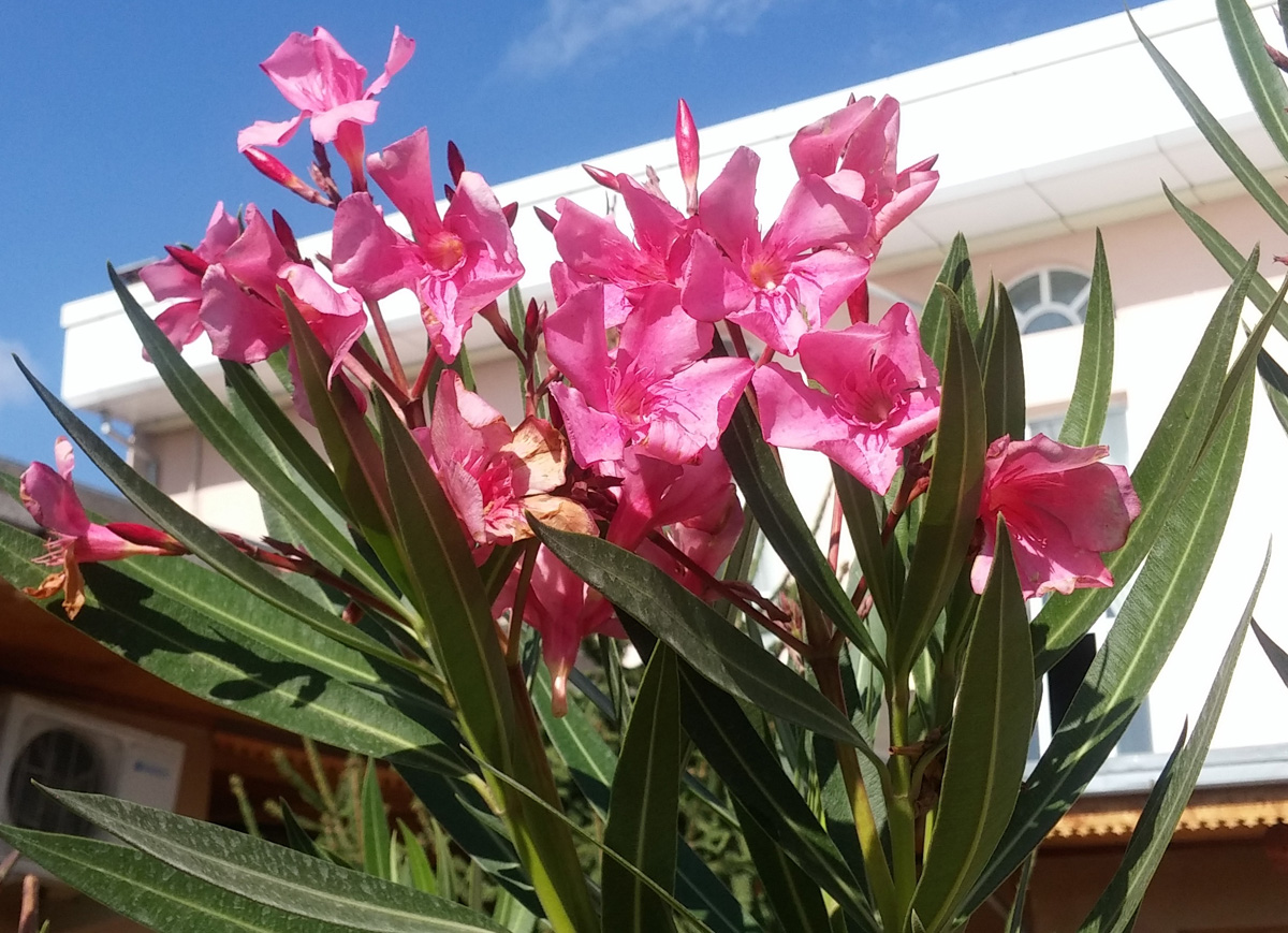 Image of Nerium oleander specimen.