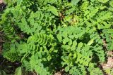 Astragalus glycyphyllos