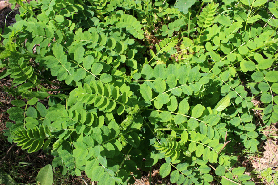 Изображение особи Astragalus glycyphyllos.